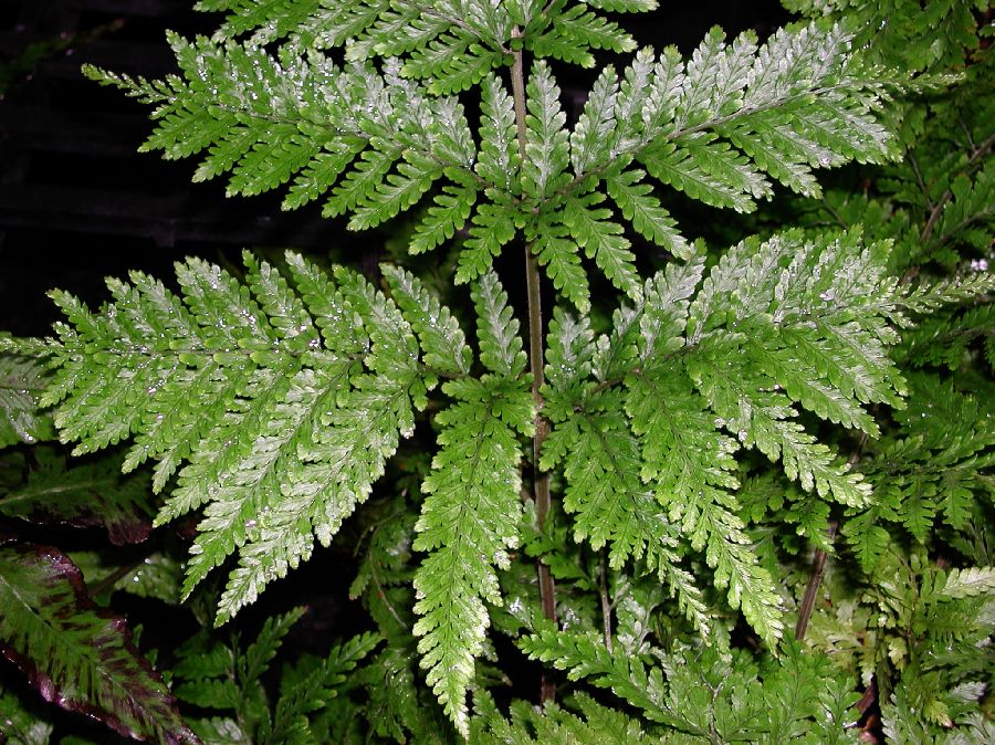 Dryopteridaceae Lastreopsis decomposita
