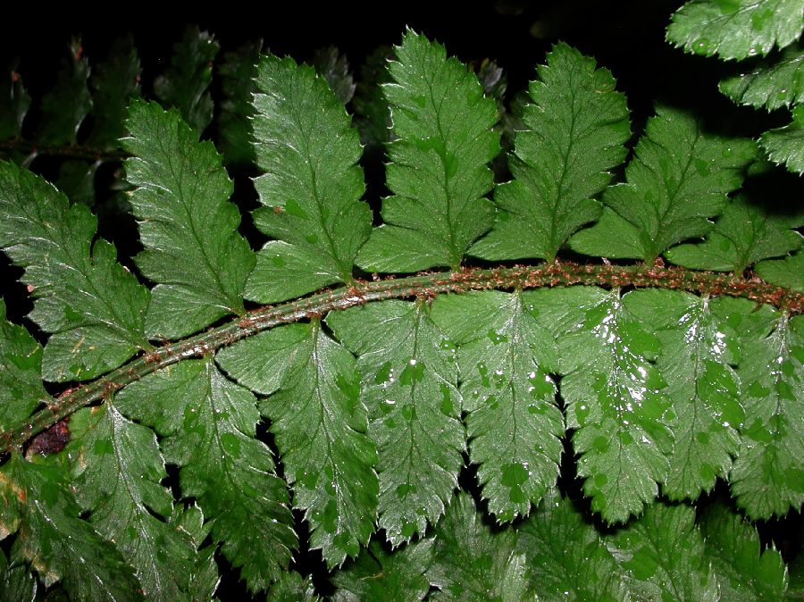 Dryopteridaceae Polystichum lentum