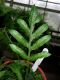 image of Polypodium rhachypterigium