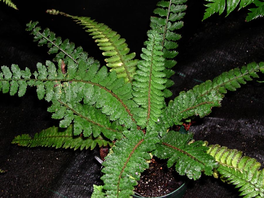 Dryopteridaceae Polystichum lentum