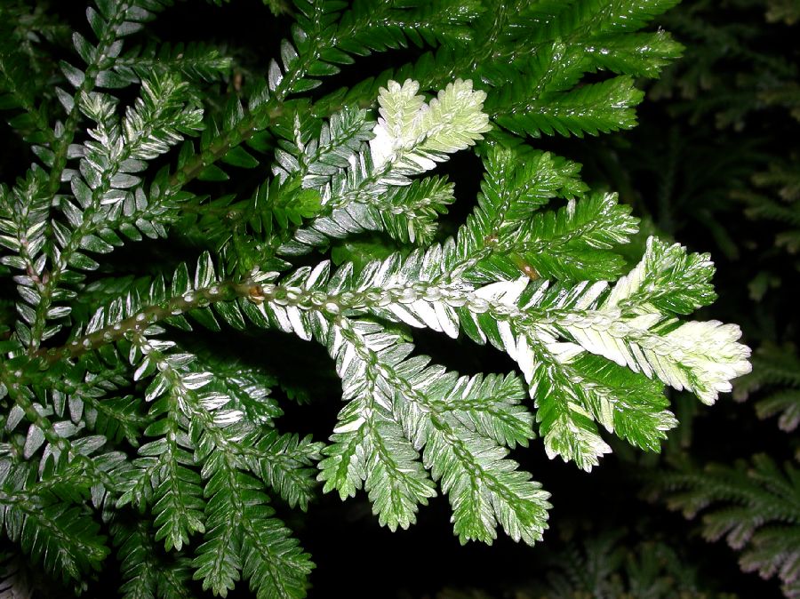 Selaginellaceae Selaginella martensii