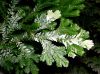 image of Selaginella martensii