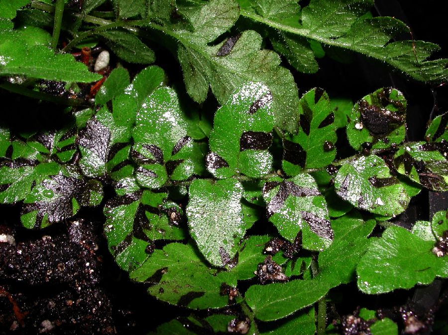 Thelypteridaceae Goniopteris reptans