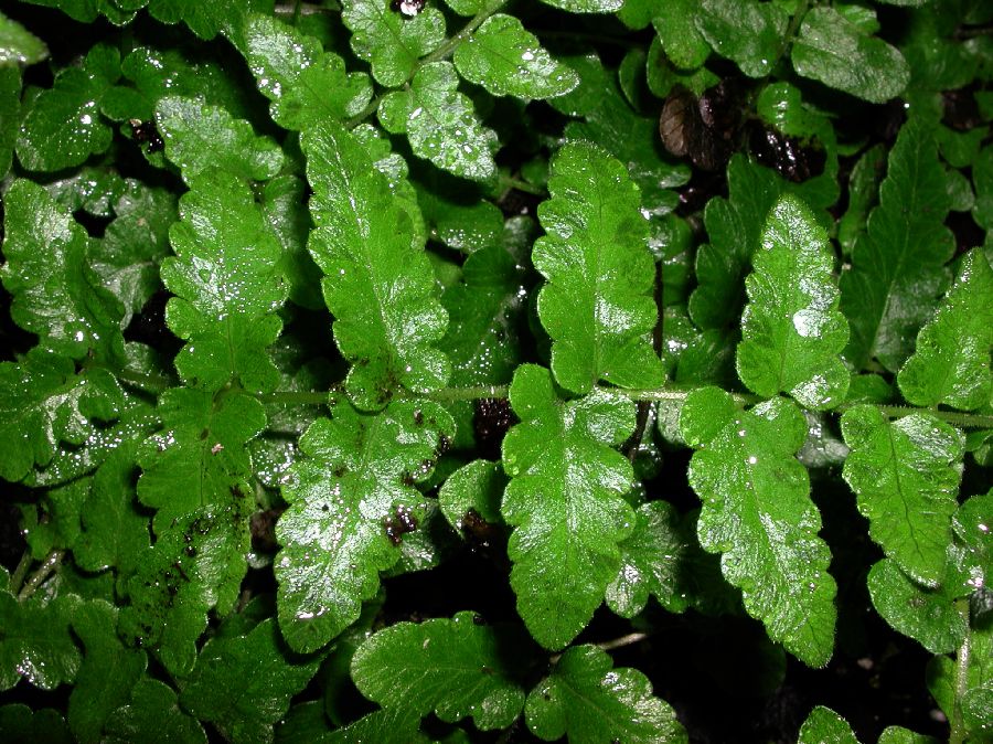 Thelypteridaceae Goniopteris reptans