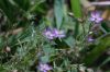 image of Spergula rubra