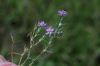 image of Spergula rubra