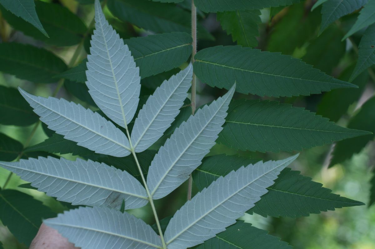 Anacardiaceae Rhus typhina