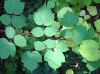 image of Rubus phoenicolasius