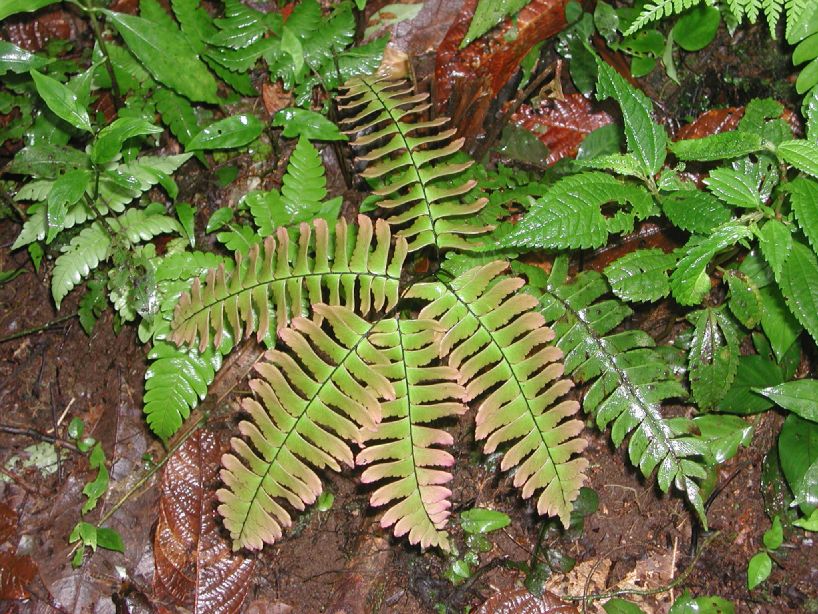 Pteridaceae Adiantum urophyllum