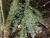 image of Hymenasplenium volubile