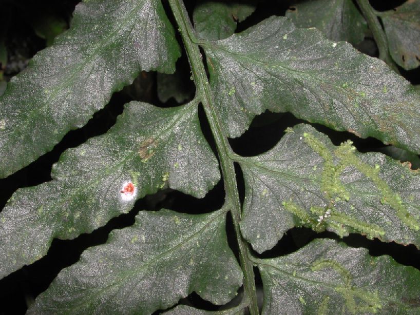 Aspleniaceae Hymenasplenium volubile