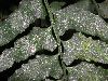image of Hymenasplenium volubile