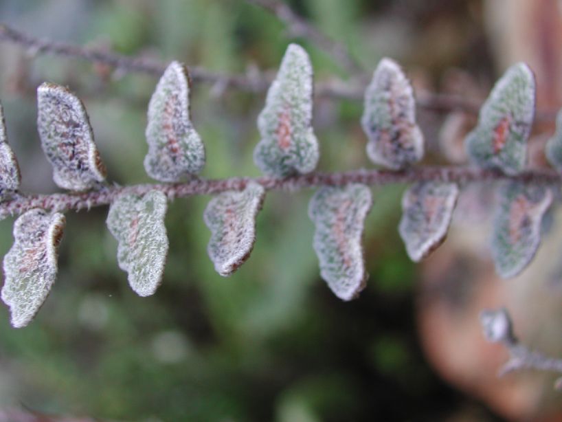 Pteridaceae Astrolepis integerrima