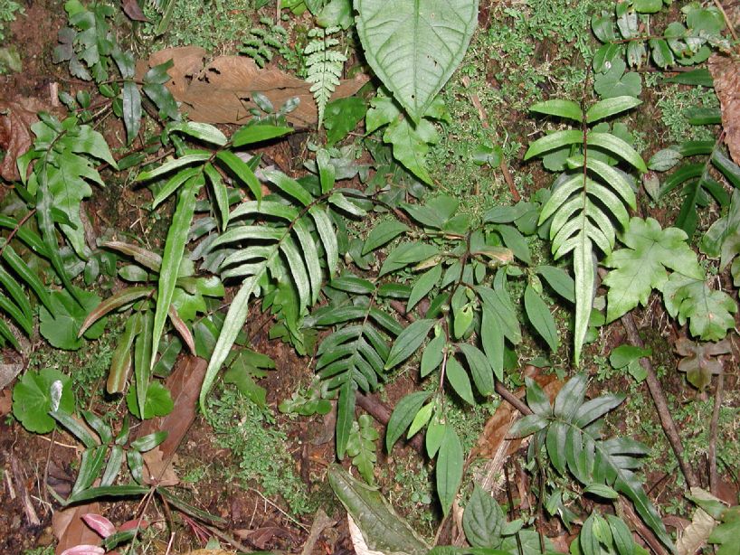 Blechnaceae Blechnum caudatum