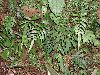 image of Blechnum caudatum