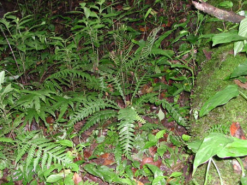 Blechnaceae Austroblechnum lehmannii