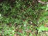 image of Austroblechnum lehmannii