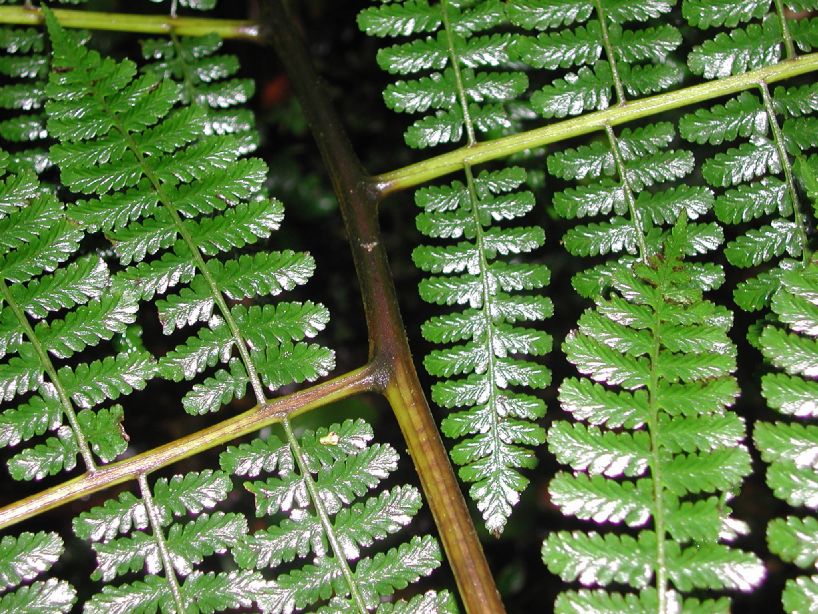 Athyriaceae Diplazium gomezianum