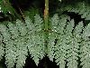 image of Dryopteris intermedia