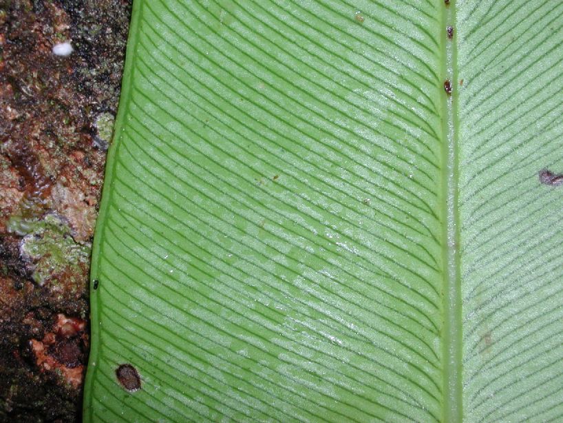 Dryopteridaceae Olfersia cervina