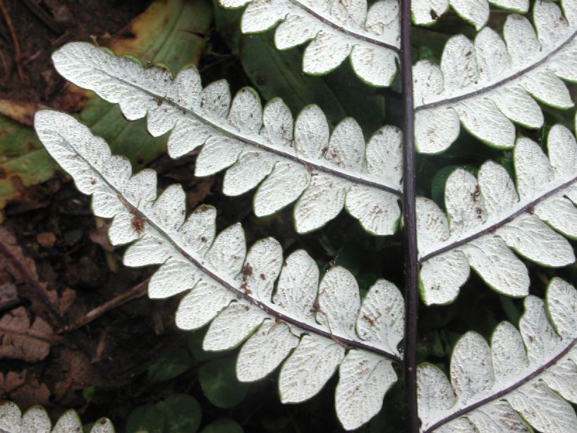 Pteridaceae Pityrogramma ebenea