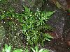image of Amauropelta aspidioides