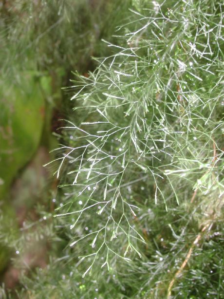 Hymenophyllaceae Polyphlebium capillaceum