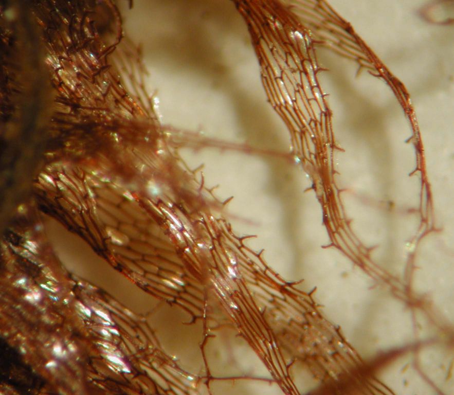 Pteridaceae Anetium citrifolium