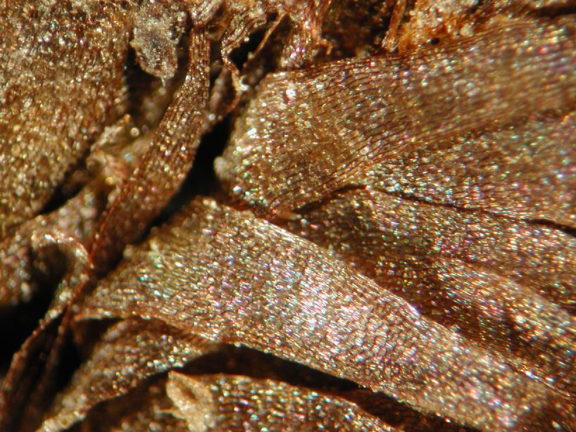 Grammitidaceae Melpomene pseudonutans