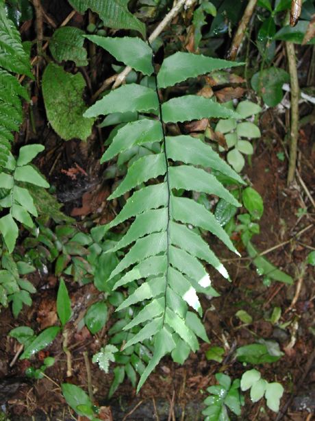 Pteridaceae Adiantum petiolatum