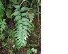 image of Adiantum petiolatum