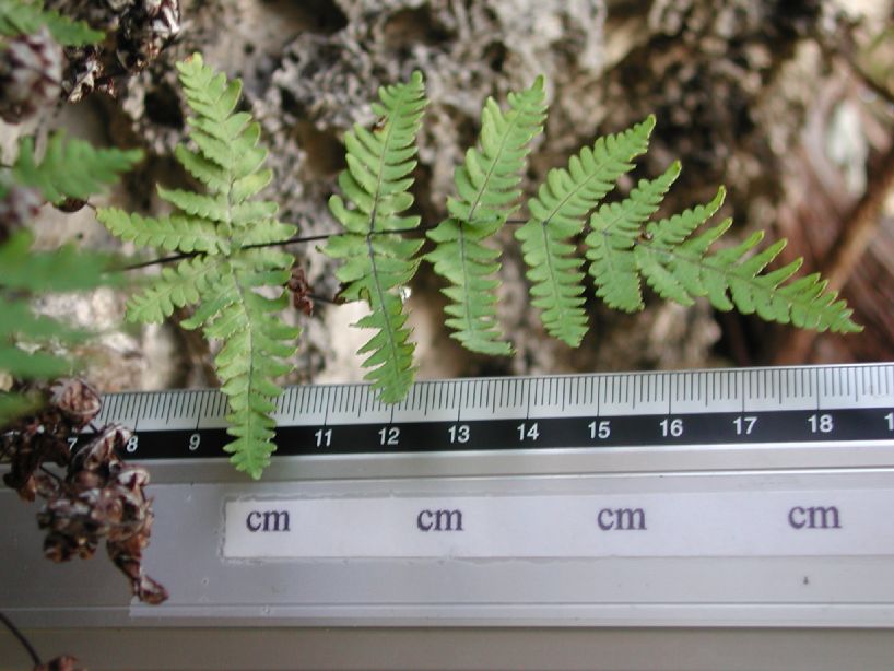 Adiantaceae Aleuritopteris farinosa