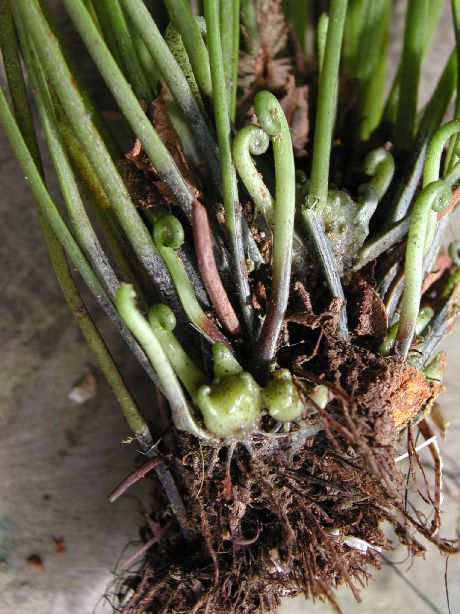 Dryopteridaceae Elaphoglossum ciliatum