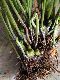 image of Elaphoglossum ciliatum