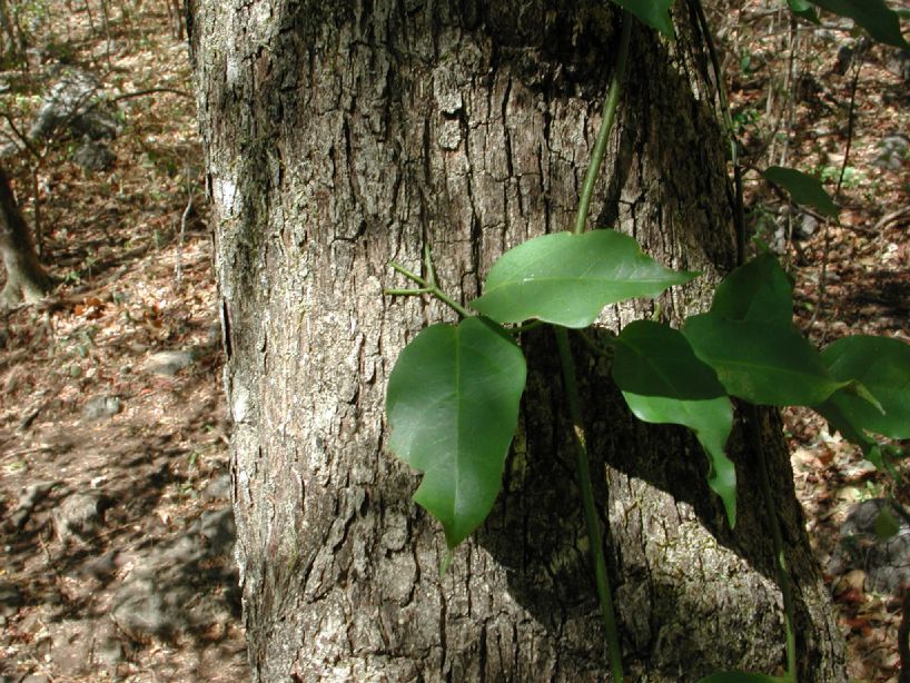 Bignoniaceae Macfadyena 