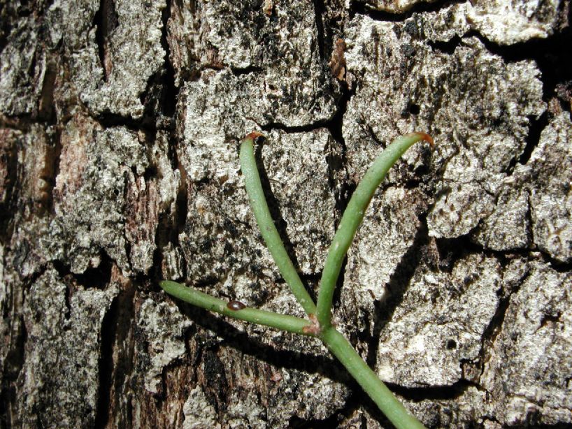 Bignoniaceae Macfadyena 