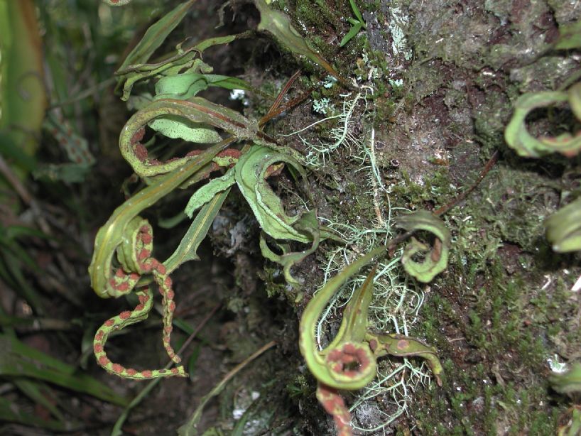 Polypodiaceae Pleopeltis astrolepis