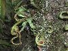image of Pleopeltis astrolepis