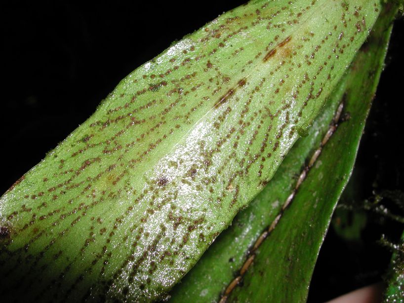 Pteridaceae Anetium citrifolium