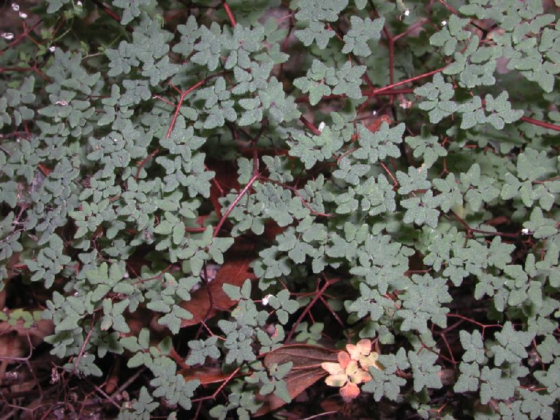 Pteridaceae Argyrochosma fendleri