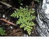 image of Aspidotis californica
