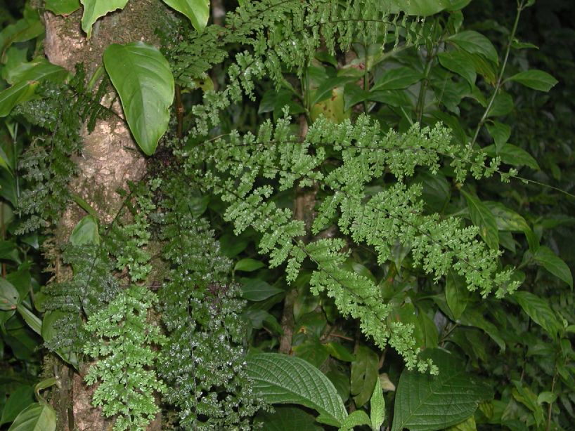 Aspleniaceae Asplenium maxonii