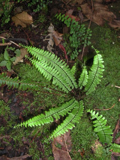 Aspleniaceae Asplenium monanthes