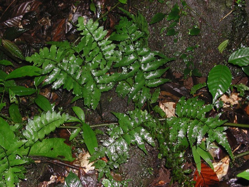 Aspleniaceae Hymenasplenium riparium