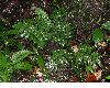image of Hymenasplenium riparium