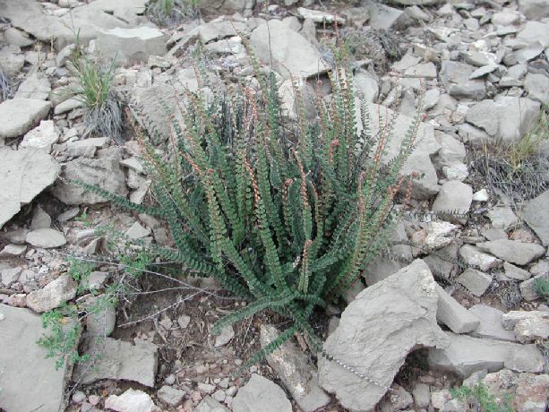 Pteridaceae Astrolepis cochisensis