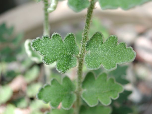 Pteridaceae Astrolepis sinuata