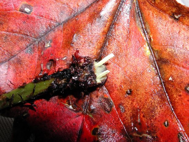 Athyriaceae Athyrium filix-femina
