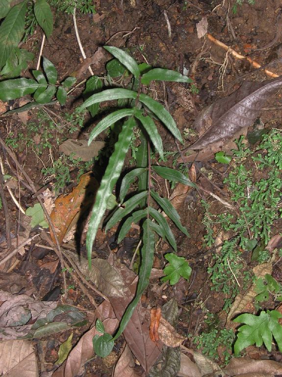 Blechnaceae Blechnum gracile