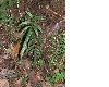 image of Blechnum gracile